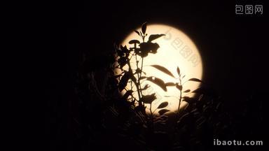 深夜晚凄美的月亮树叶剪影